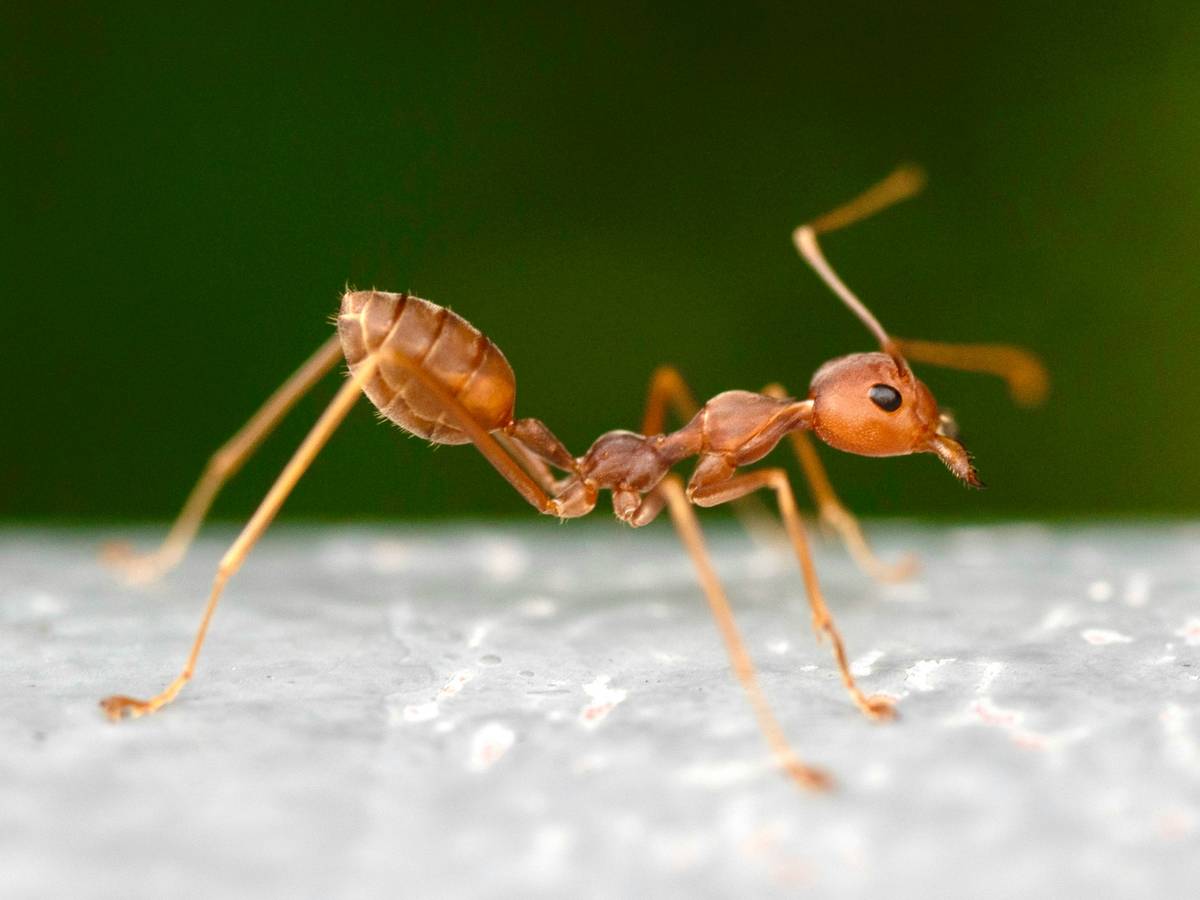 Chart comparing repellent vs bait strategies: repellents scatter ants; baits eliminate entire colonies via trophallaxis