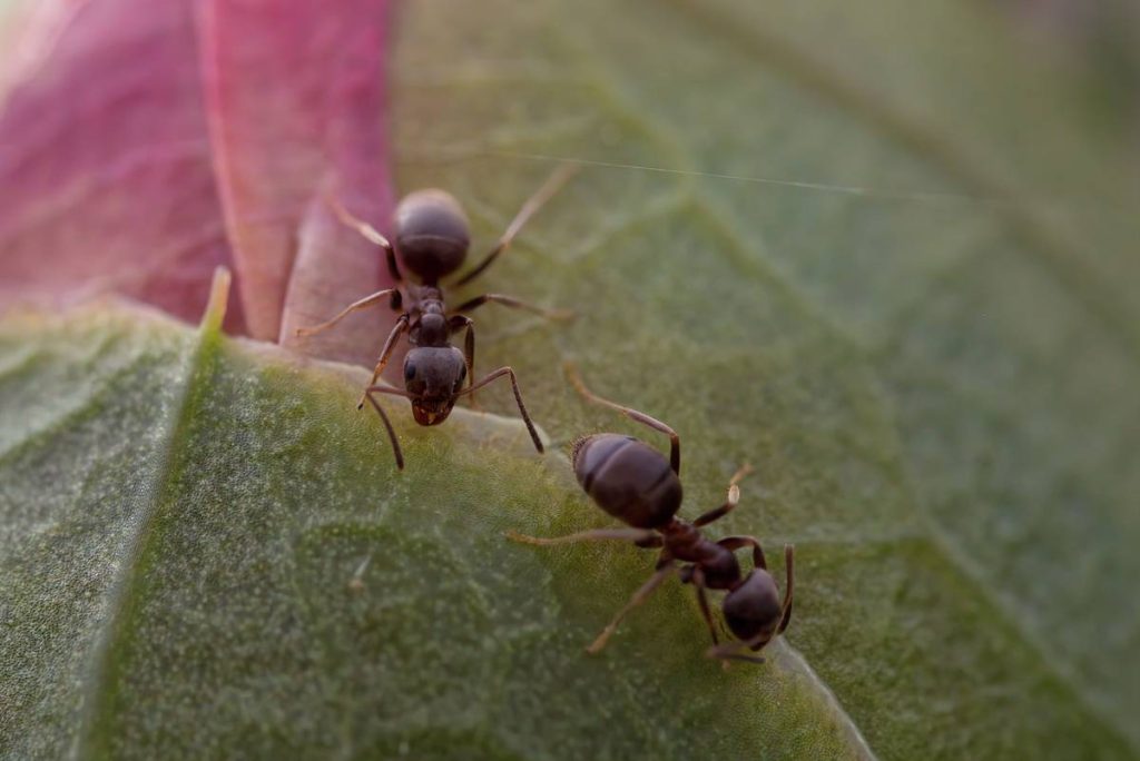 DIY Pest Control Ants: Safe, Effective & Truly Natural Solutions That Actually Work
