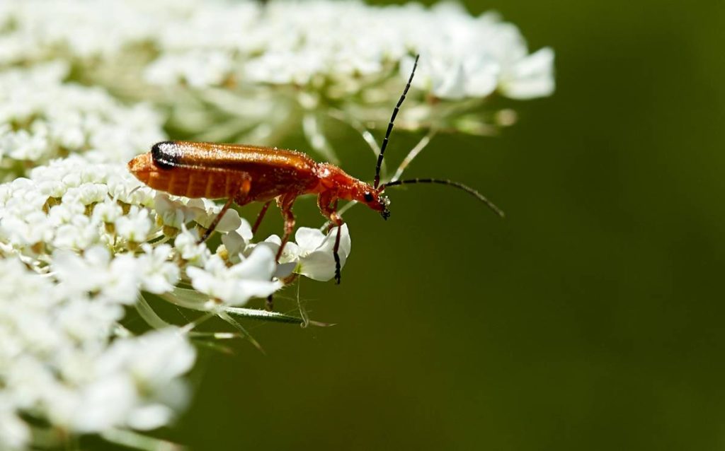 eco friendly option ant essential how to Kick Ants Out—Without Poisoning Your Planet