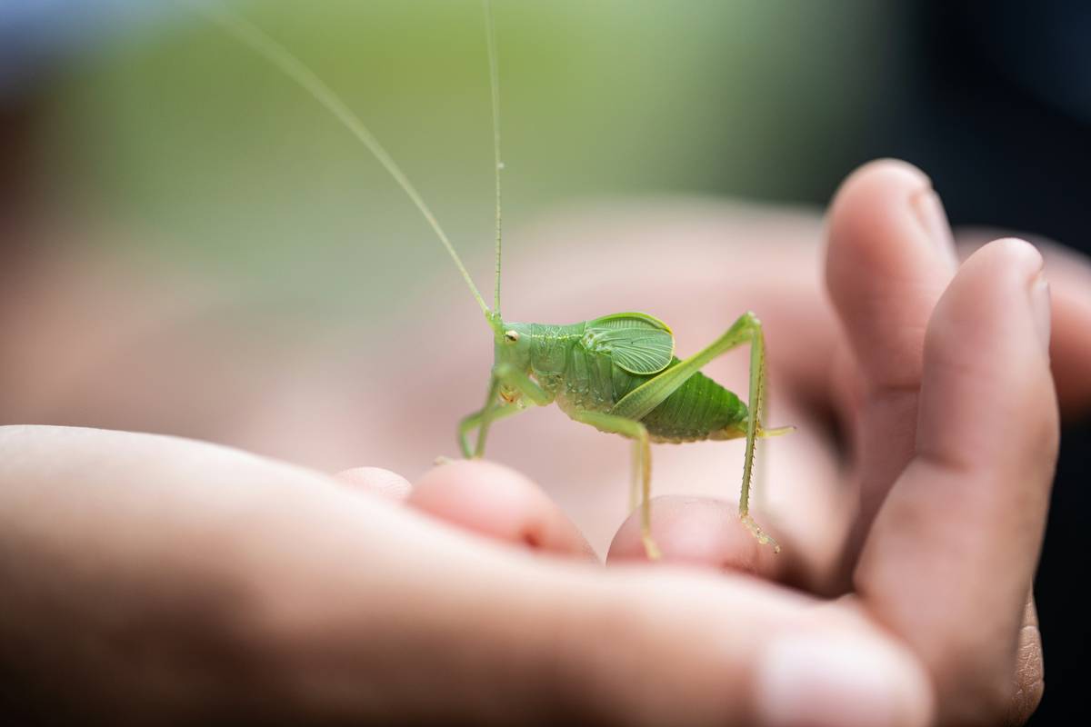 eco friendly option ant how are? Your Go-To Guide for Safe, Natural Ant Baits That Actually Work