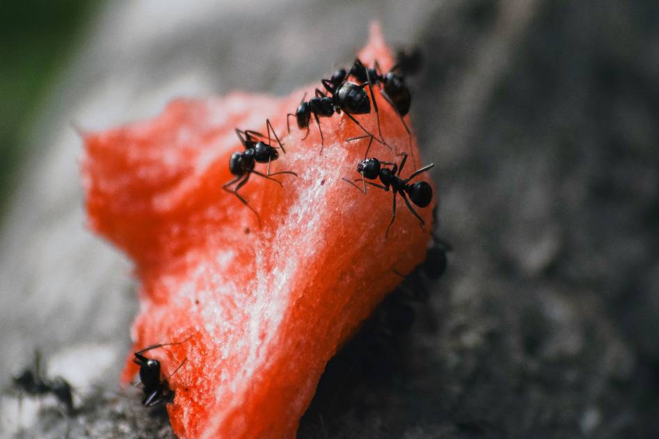 Homepage for Sustainable Living Natural Pest Control natural ant bait
