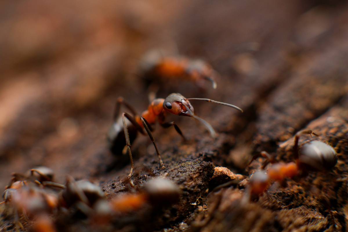 Infographic comparing eco-friendly vs chemical ant control: natural bait eliminates entire colony by targeting queen, while sprays only kill visible workers and cause colony splitting