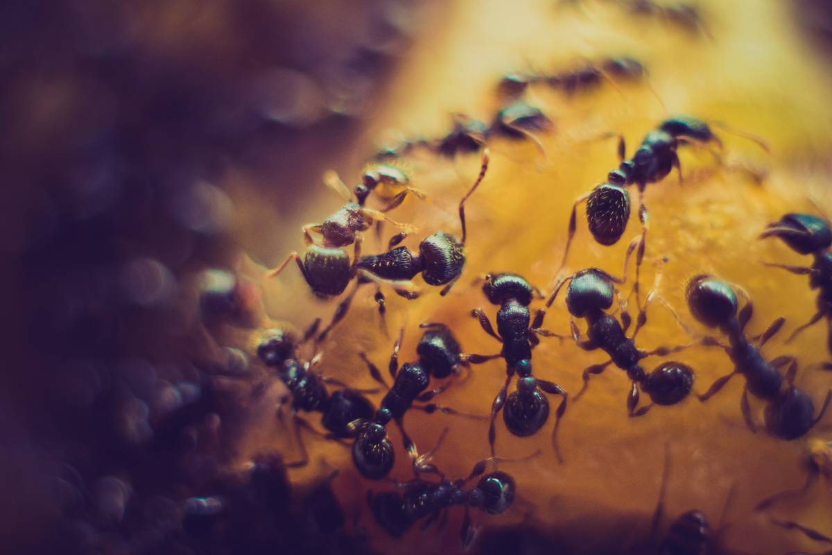 Infographic showing how boric acid bait disrupts ant colony vs. chemical spray that only kills surface ants