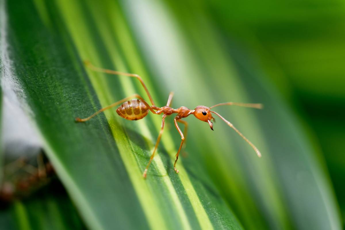 Infographic showing lifecycle of ant colony vs. impact of chemical sprays vs. baiting strategy