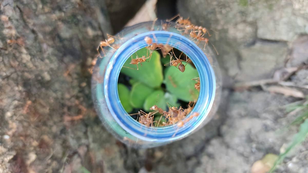 Diagram showing how natural ant bait works: worker ants carry borax-sugar mixture back to nest, killing queen and larvae