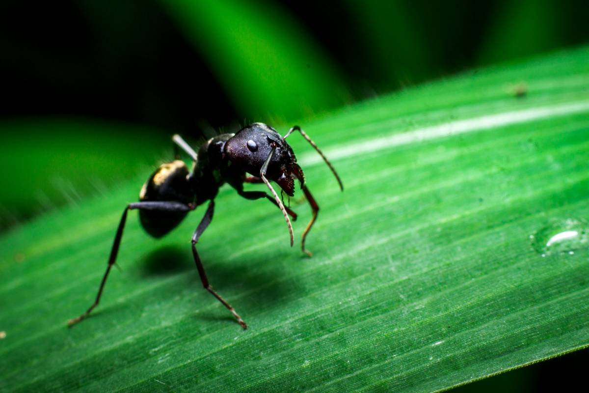 Diagram showing how slow-acting natural ant bait is carried by worker ants to the colony, poisoning the queen and brood