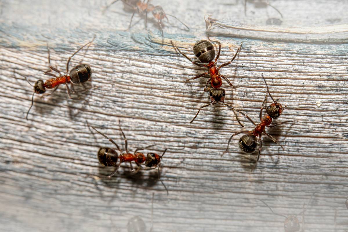Effective Ant Control Natural: How to Banish Invaders Without Poisoning Your Home