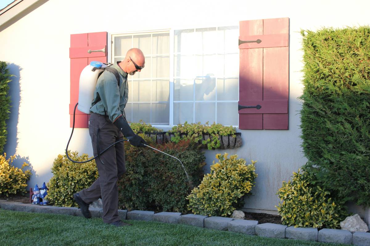 Home Improvement Ant How to Effectively Banish Invaders with Natural Bait