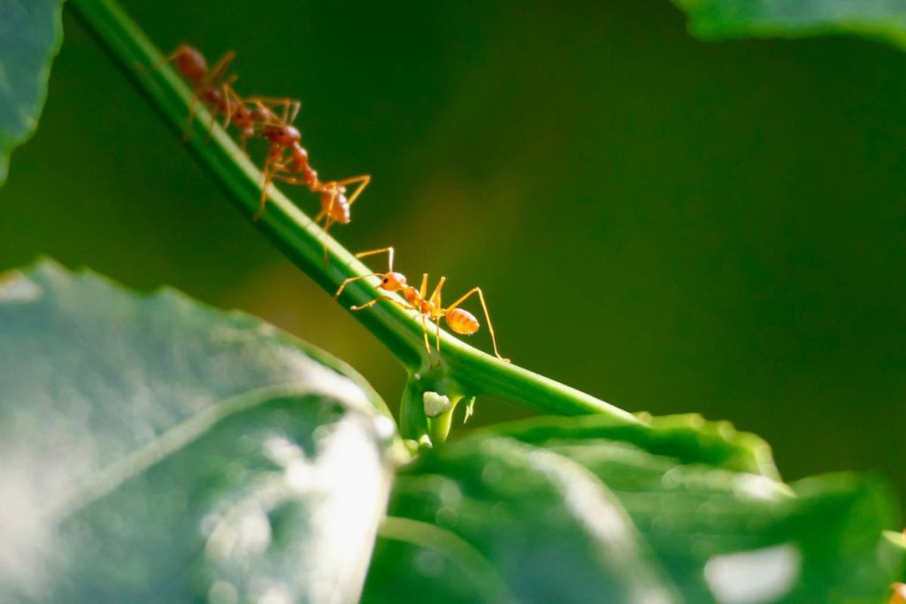 How to Make a Natural Killer for Ants That Actually Works