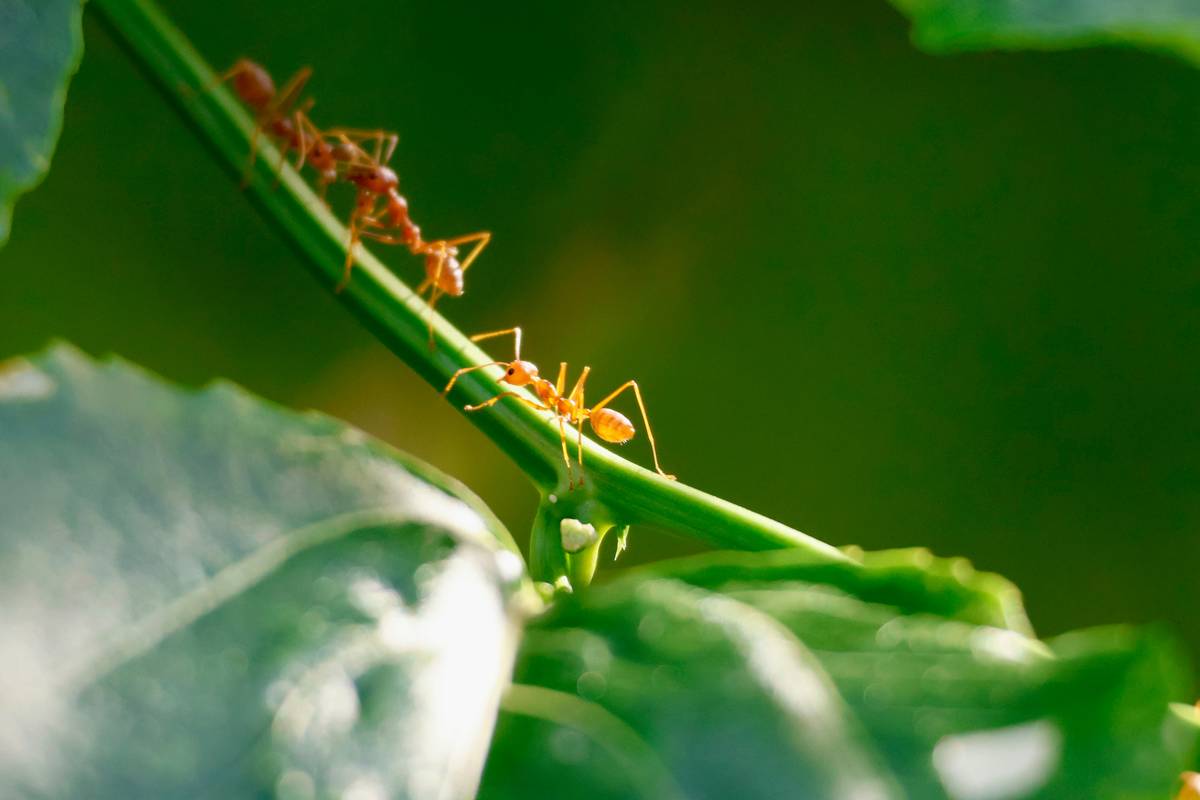 How to Make a Natural Killer for Ants That Actually Works