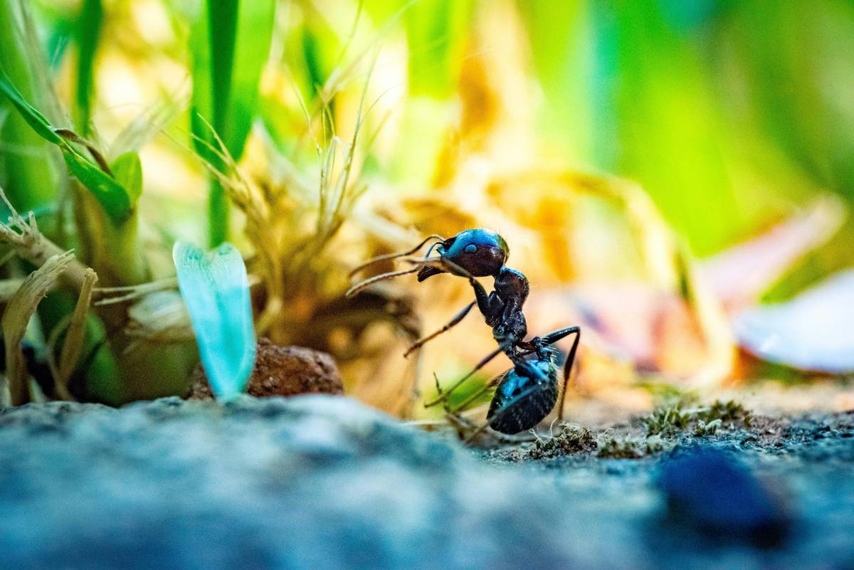 Infographic showing 70% of U.S. homes face ant problems yearly, with breakdown by species: odorous house ants (45%), carpenter ants (25%), pavement ants (20%), others (10%)