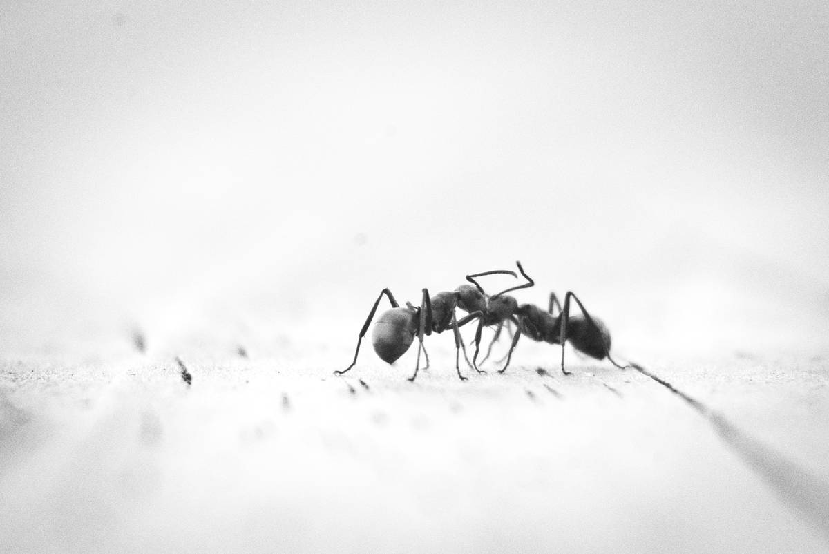 Infographic showing ant foraging cycle: scout finds food, lays pheromone trail, workers follow trail to nest, bait carried to queen