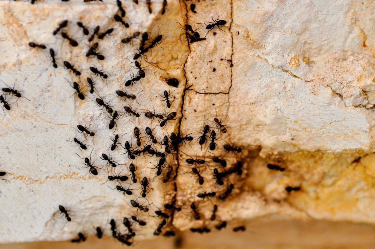 Comparison of natural vs chemical pest control for ants in house showing bait stations