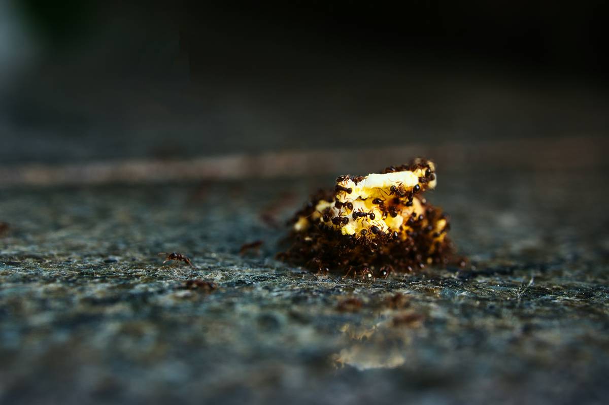 Natural Pest Control Ants Pet Safe: Kick Out Unwanted Guests Without Risking Fido