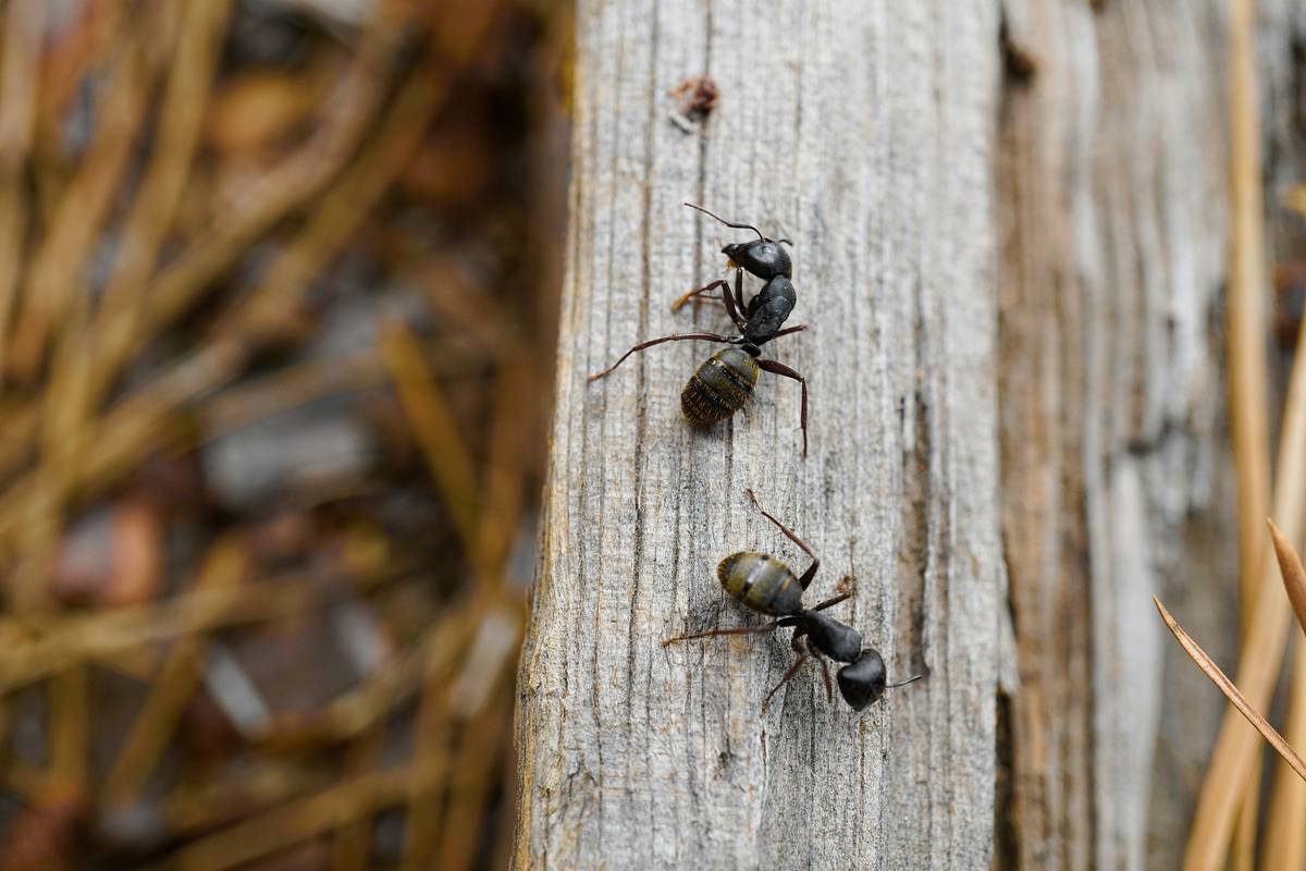 pest control ant treatment options