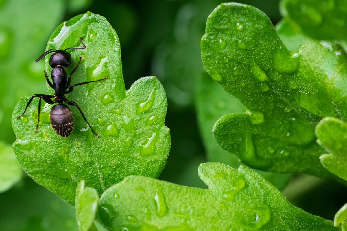 The Ultimate Guide to an Eco Friendly Option Ant Natural Pest: Safe, Effective & Backed by Science